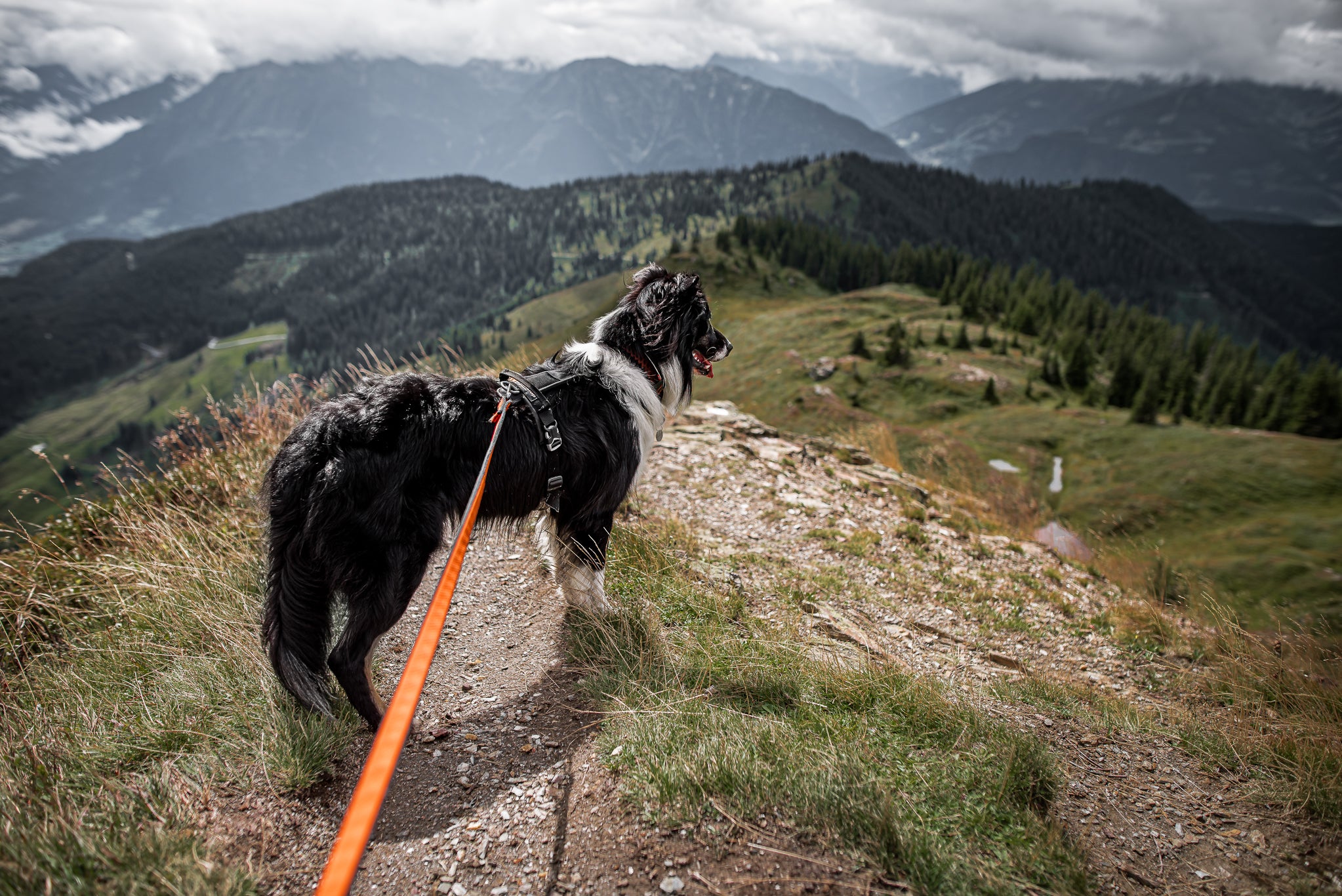 Non-Stop Dog Wear: Line Harness Grip