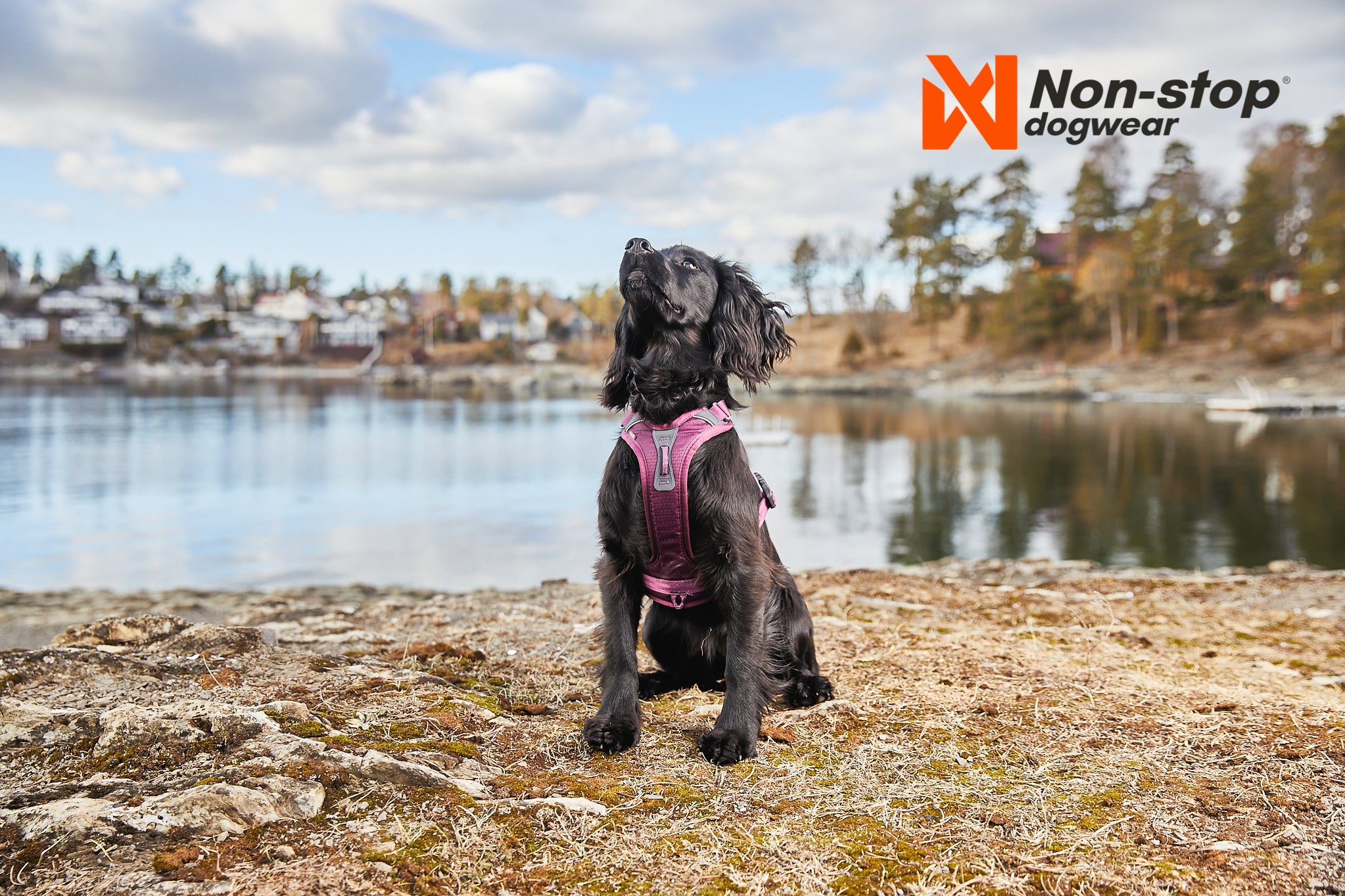 Non-Stop Dog Wear: Ramble Harness