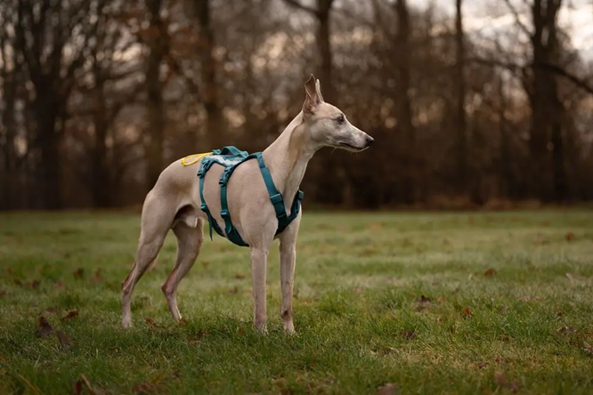 Non-Stop Dog Wear: Ramble Harness Long