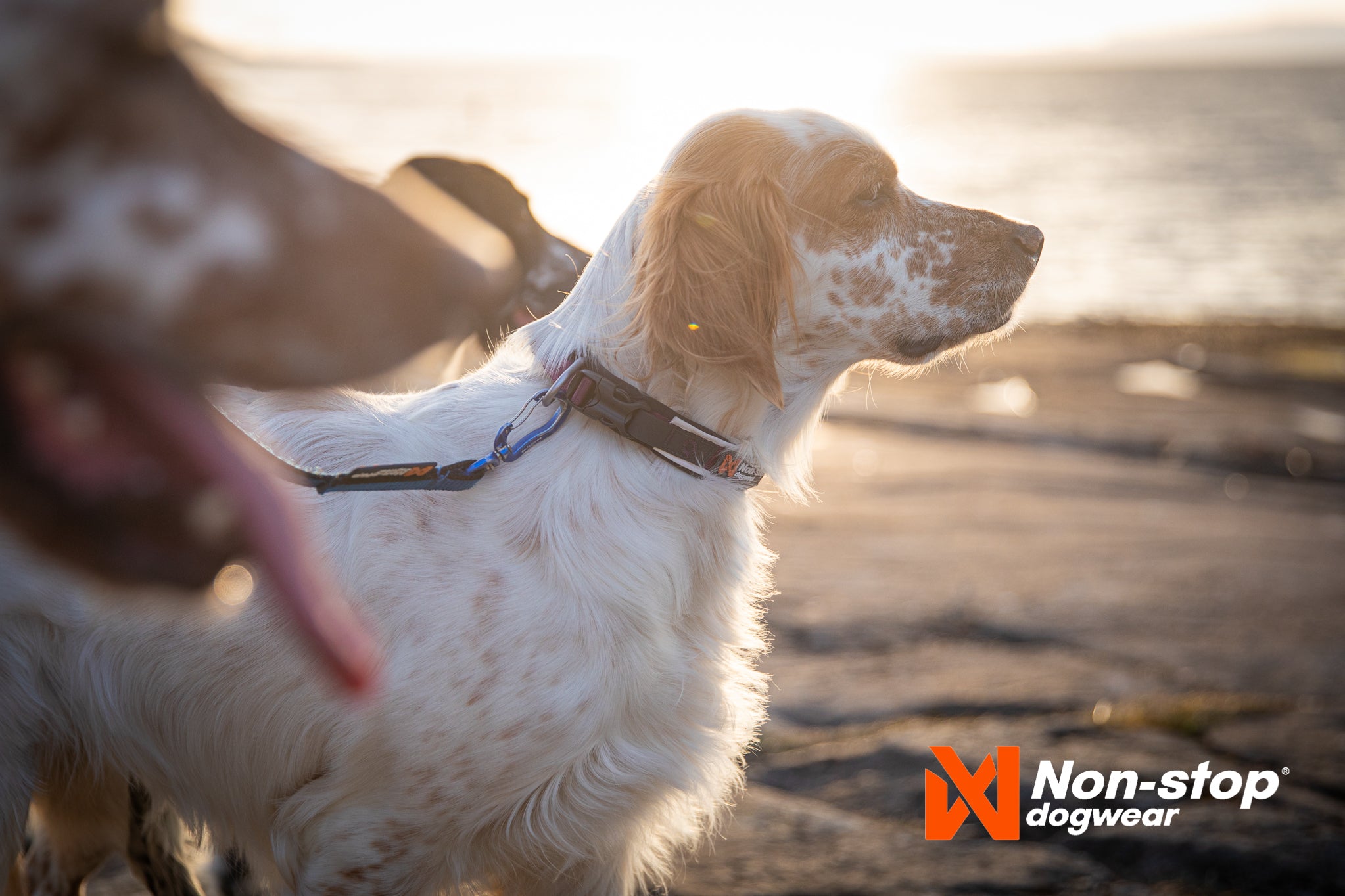 Non-Stop Dog Wear: Roam Collar