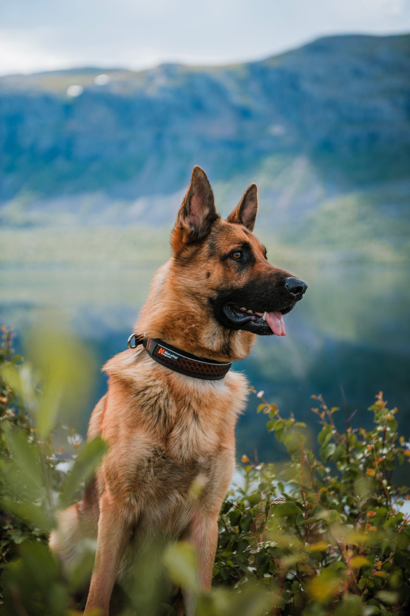 Non-Stop Dog Wear: Rock Adjustable Dog Collar