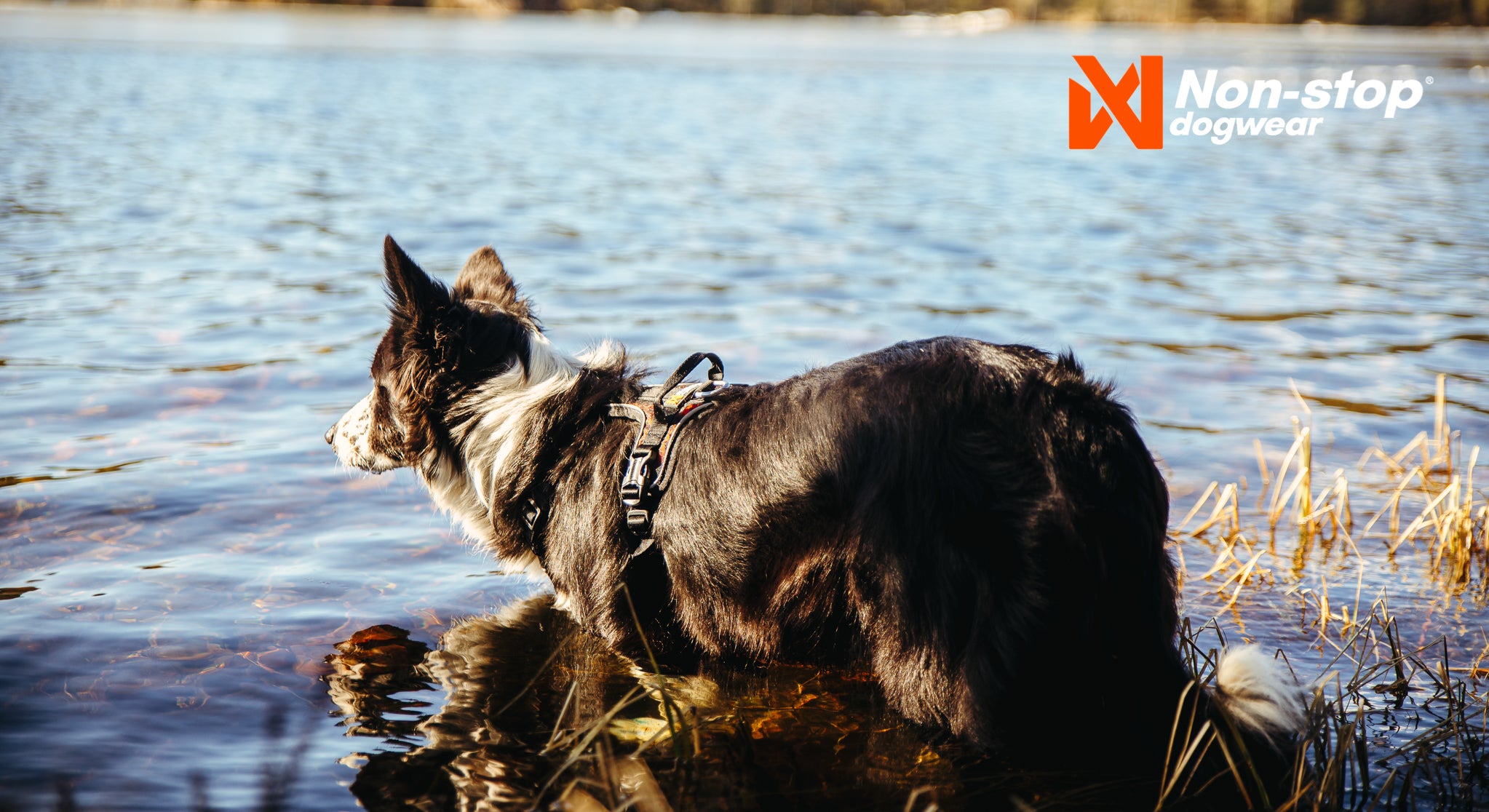 Non-Stop Dog Wear: Rock Harness