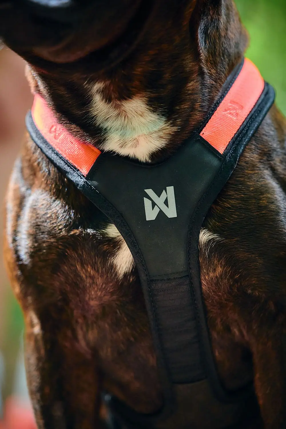 Non-Stop Dog Wear : Rush Harness