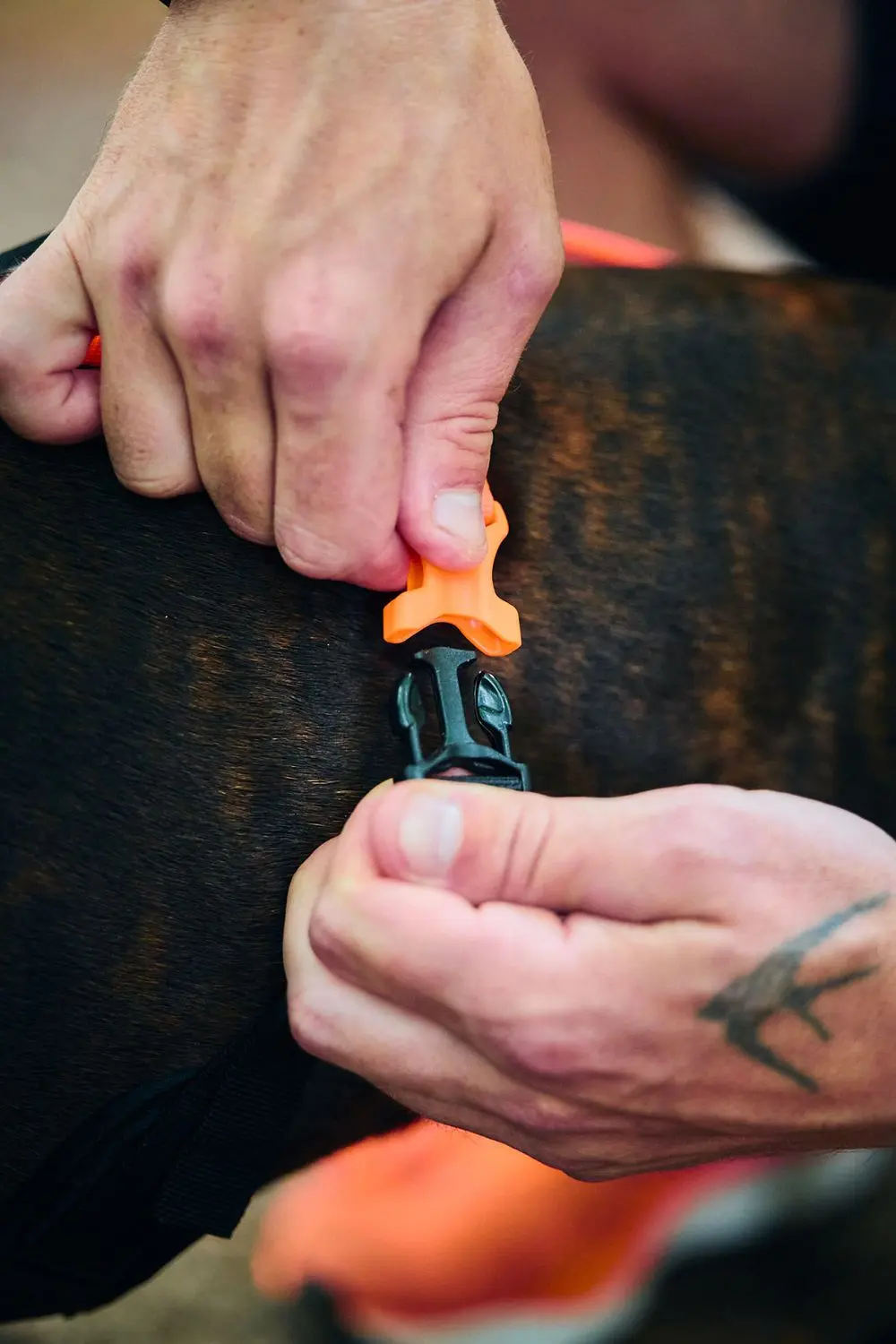 Non-Stop Dog Wear : Rush Harness