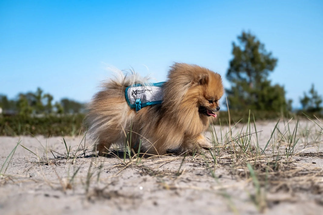 Non-Stop Dog Wear: Cooling Vest