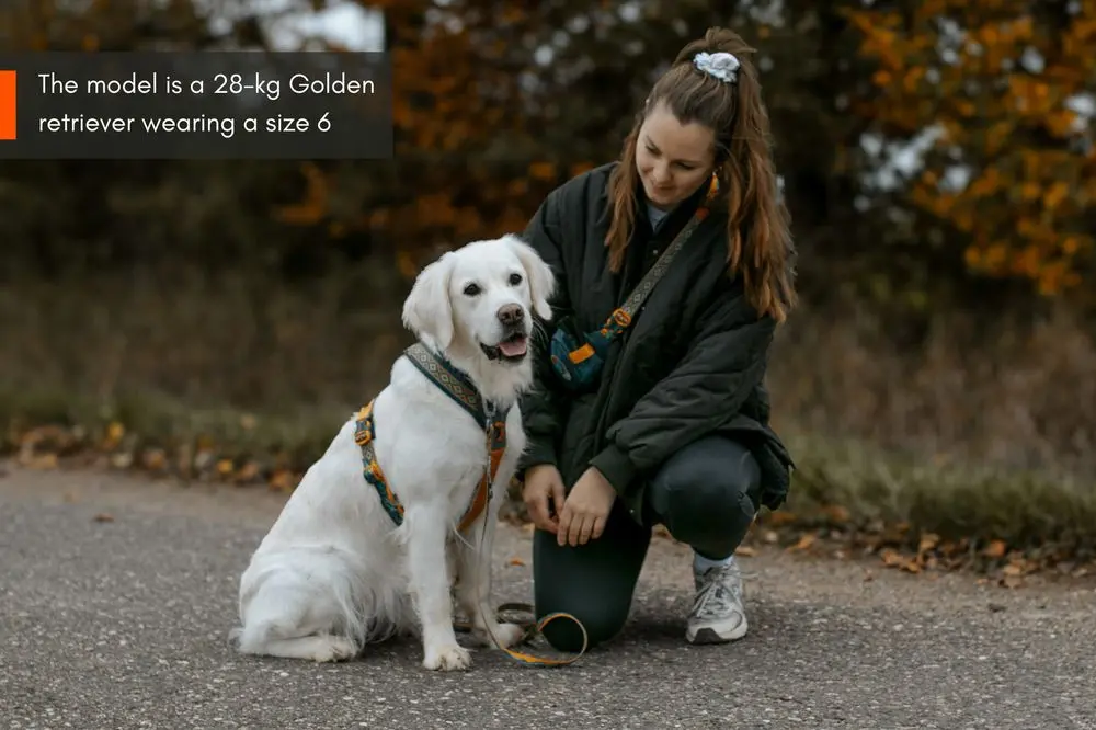 Non-Stop Dog Wear : Rachel Pohl Signature Series Line Harness 5.0 Teal/Oak