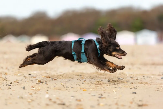 Non-Stop Dog Wear: Ramble Harness Long
