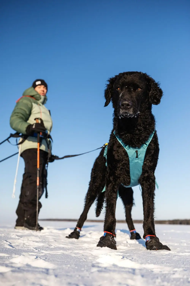 Non-Stop Dog Wear: Ramble Harness Long