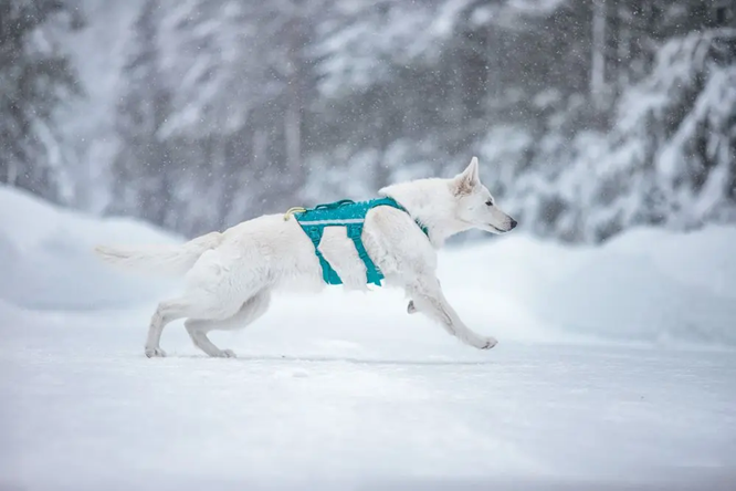 Non-Stop Dog Wear: Ramble Harness Long