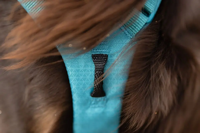 Non-Stop Dog Wear: Ramble Harness Long