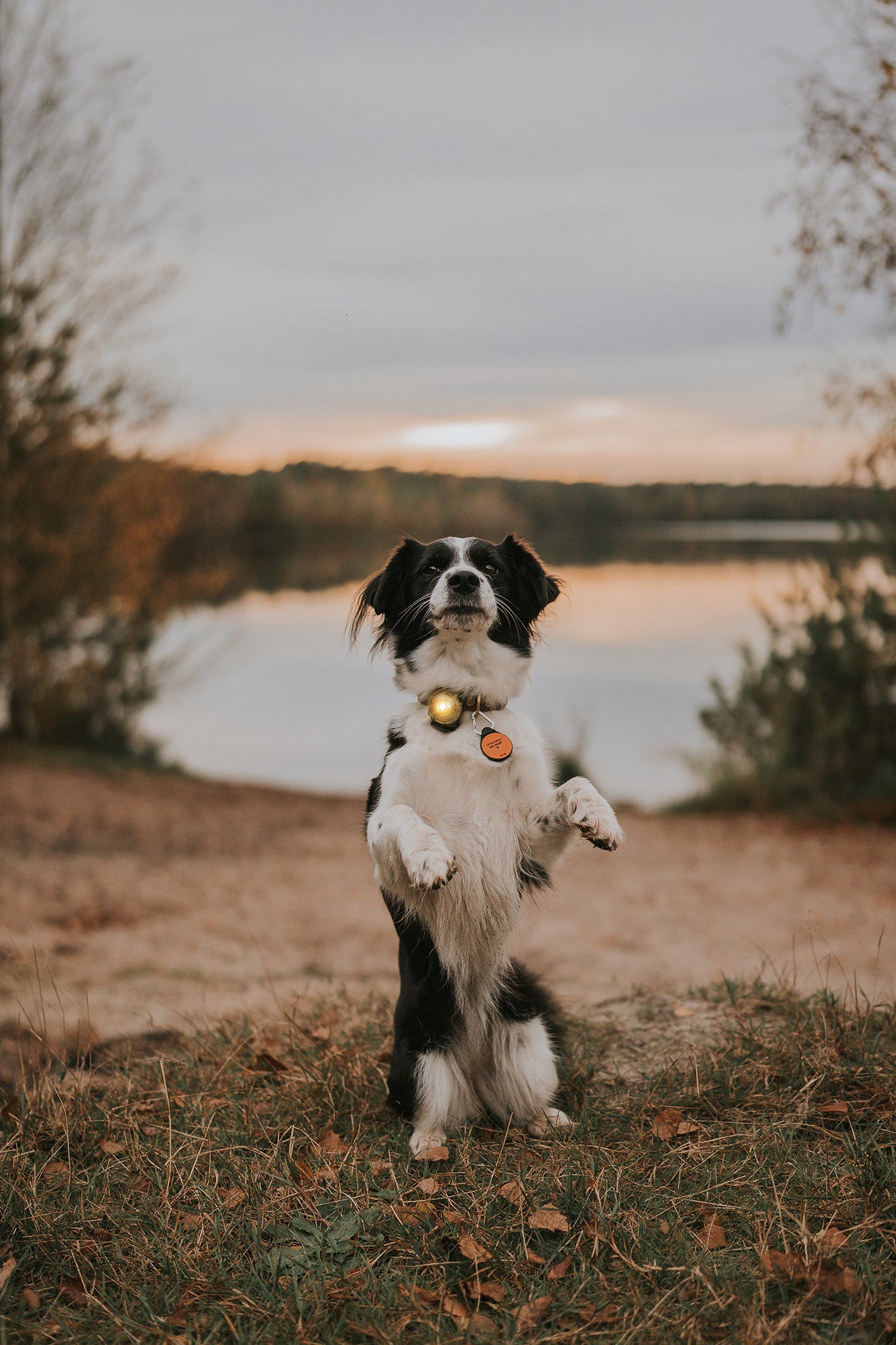 Orbiloc Dual LED Dog Safety Light, Gold