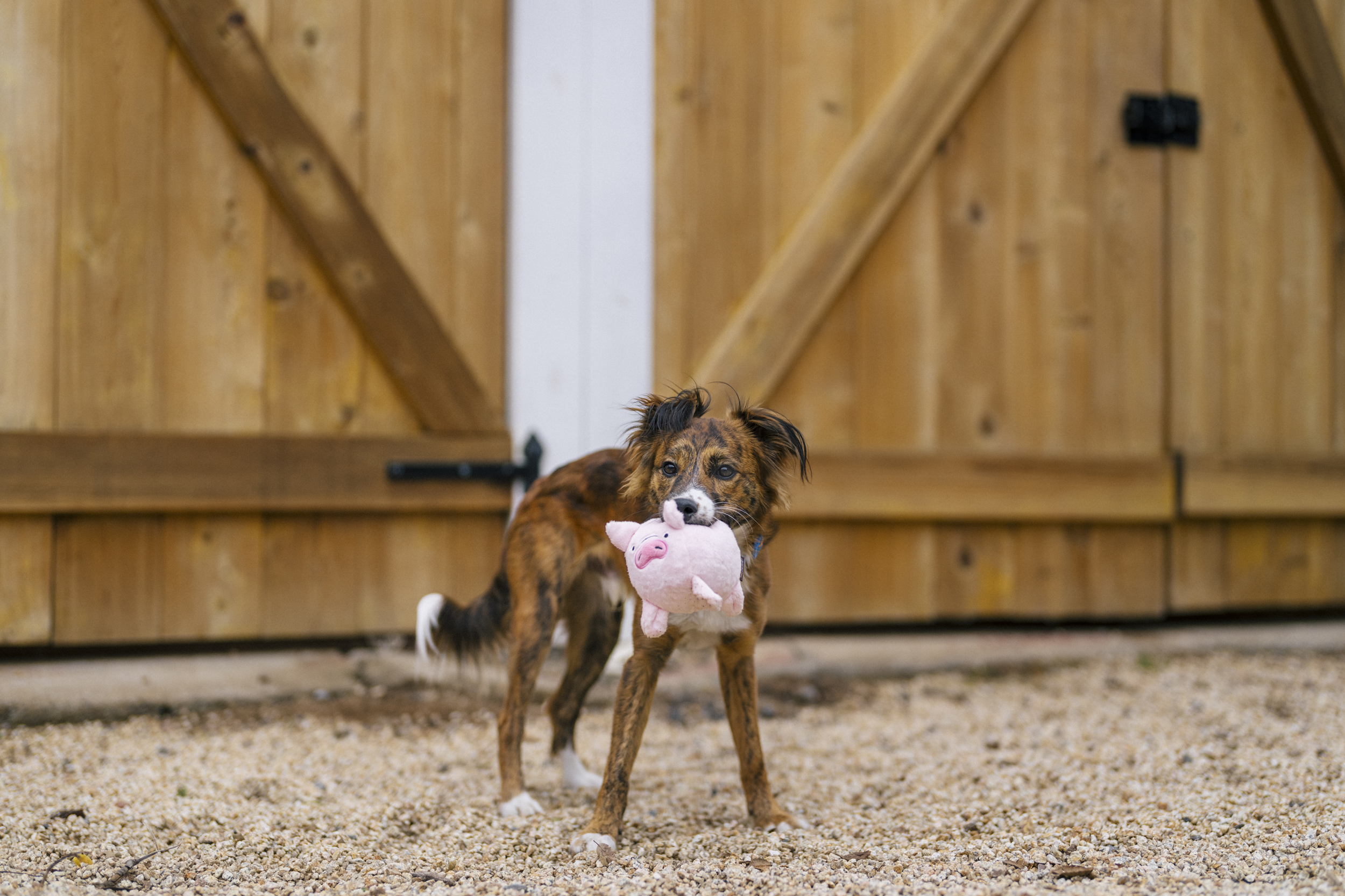 P.L.A.Y. Barnyard Buddies Squeaky Plush Dog Toy, Paul the Pig