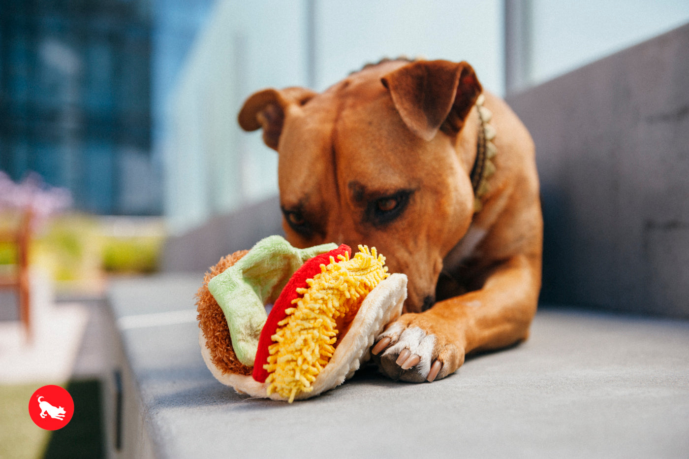 P.L.A.Y. The International Classic Squeaky Plush Dog Toy, Taco