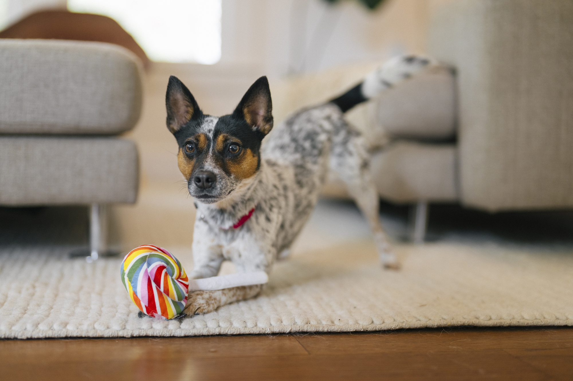 P.L.A.Y. Snack Attack Squeaky Plush Dog toys, Fluffles Chips (mini sized)