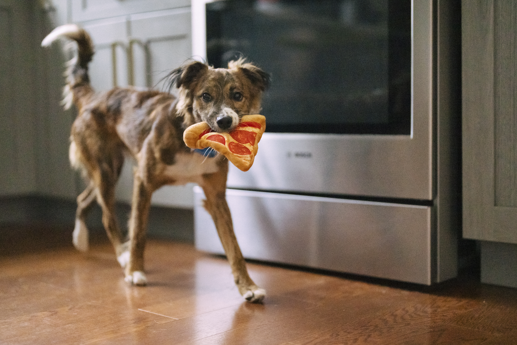 P.L.A.Y. Snack Attack Squeaky Plush Dog toys, Puppy-roni Pizza (mini sized)