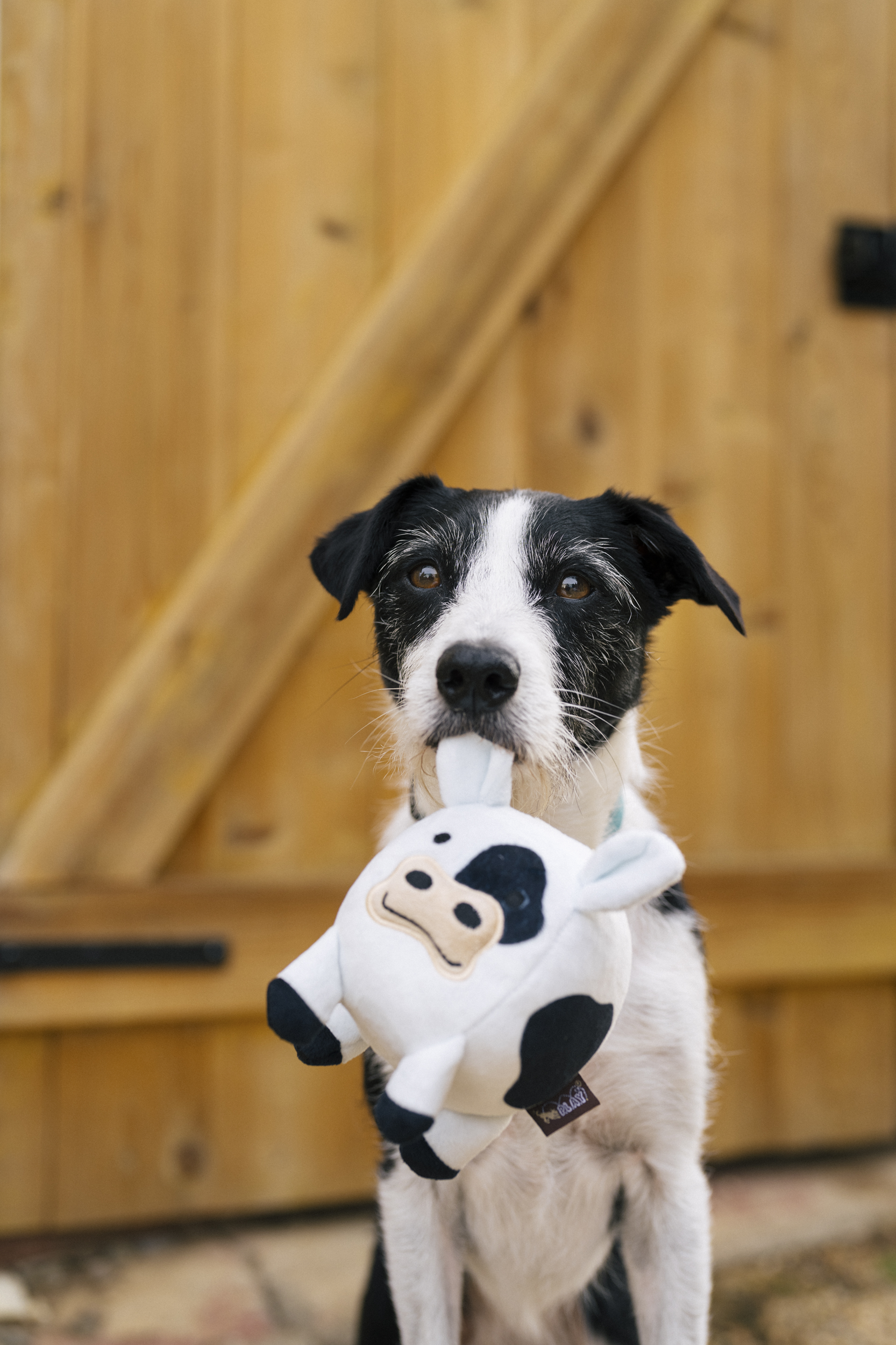 P.L.A.Y. Barnyard Buddies Squeaky Plush Dog Toy, Cole the Cow