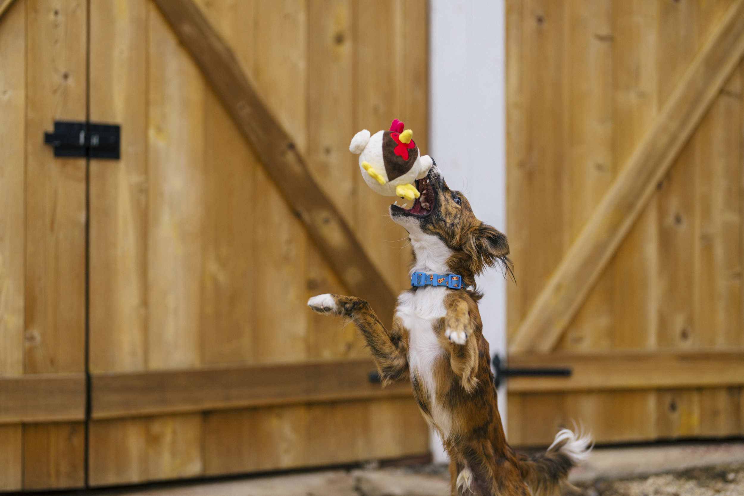 P.L.A.Y. Barnyard Buddies Squeaky Plush Dog Toy, Ryan the Rooster