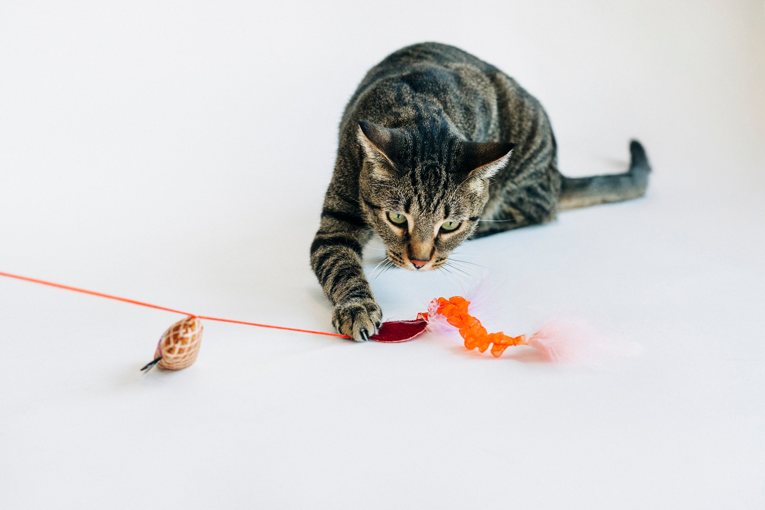 P.L.A.Y. Feline Frenzy, Wand Cat Toy: Swatlami