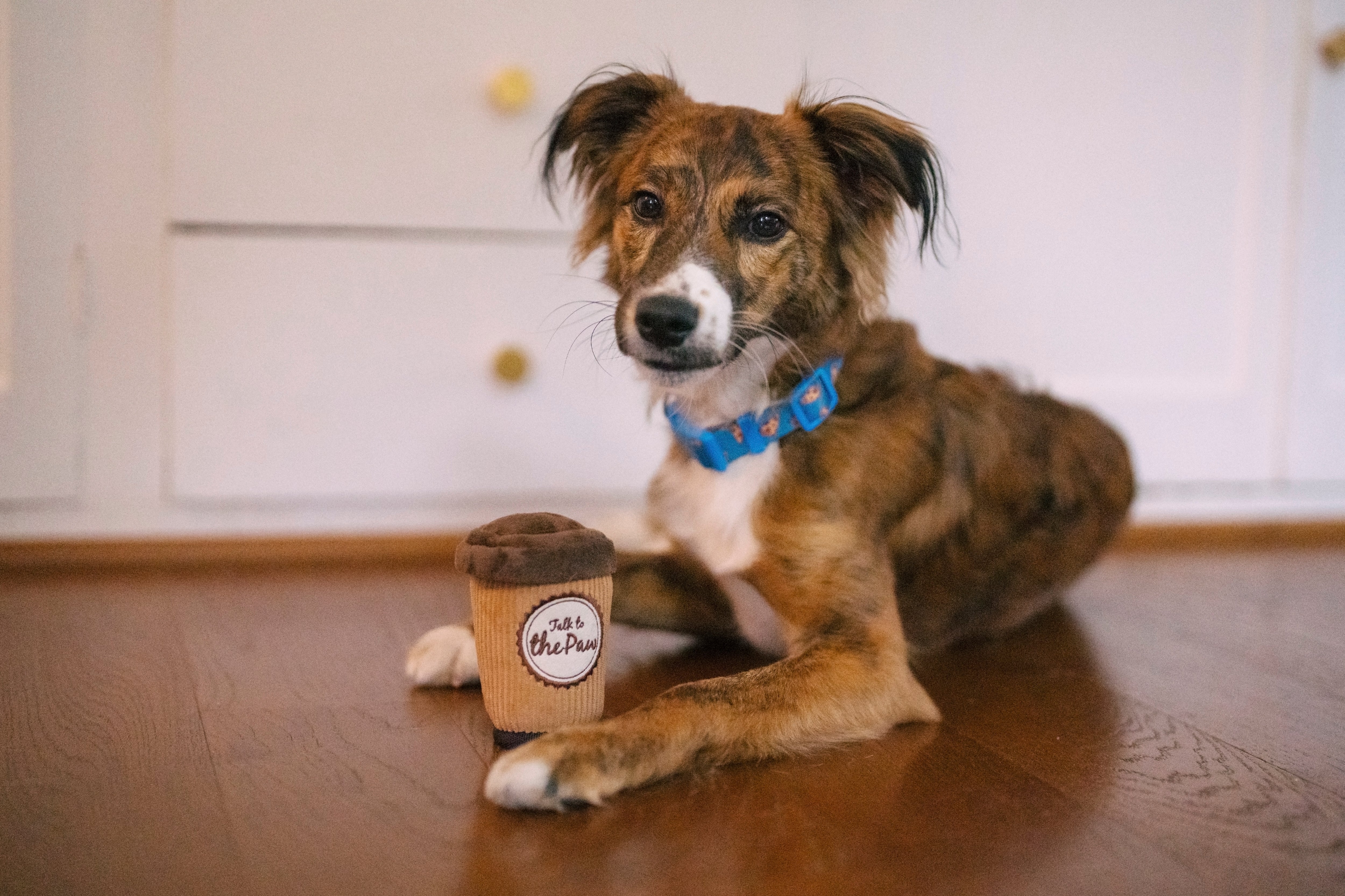 P.L.A.Y. Pup Cup Cafe Squeaky Plush Dog toys, Doggo's Java (mini sized)