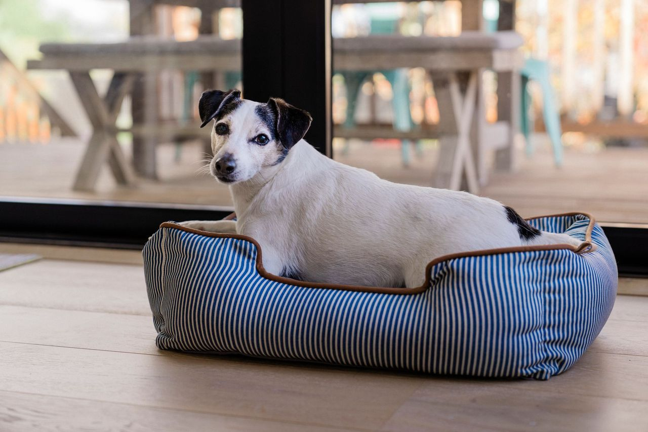 Lounge Bed for Dogs Quality Eco-friendly Manhattan Small to XLarge
