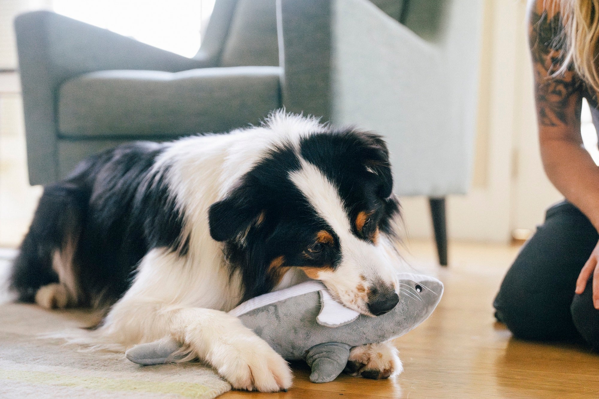 P.L.A.Y. Ocean Buddies Great White Gabe shark interactive squeaky plush dog toy with hidden treat pocket