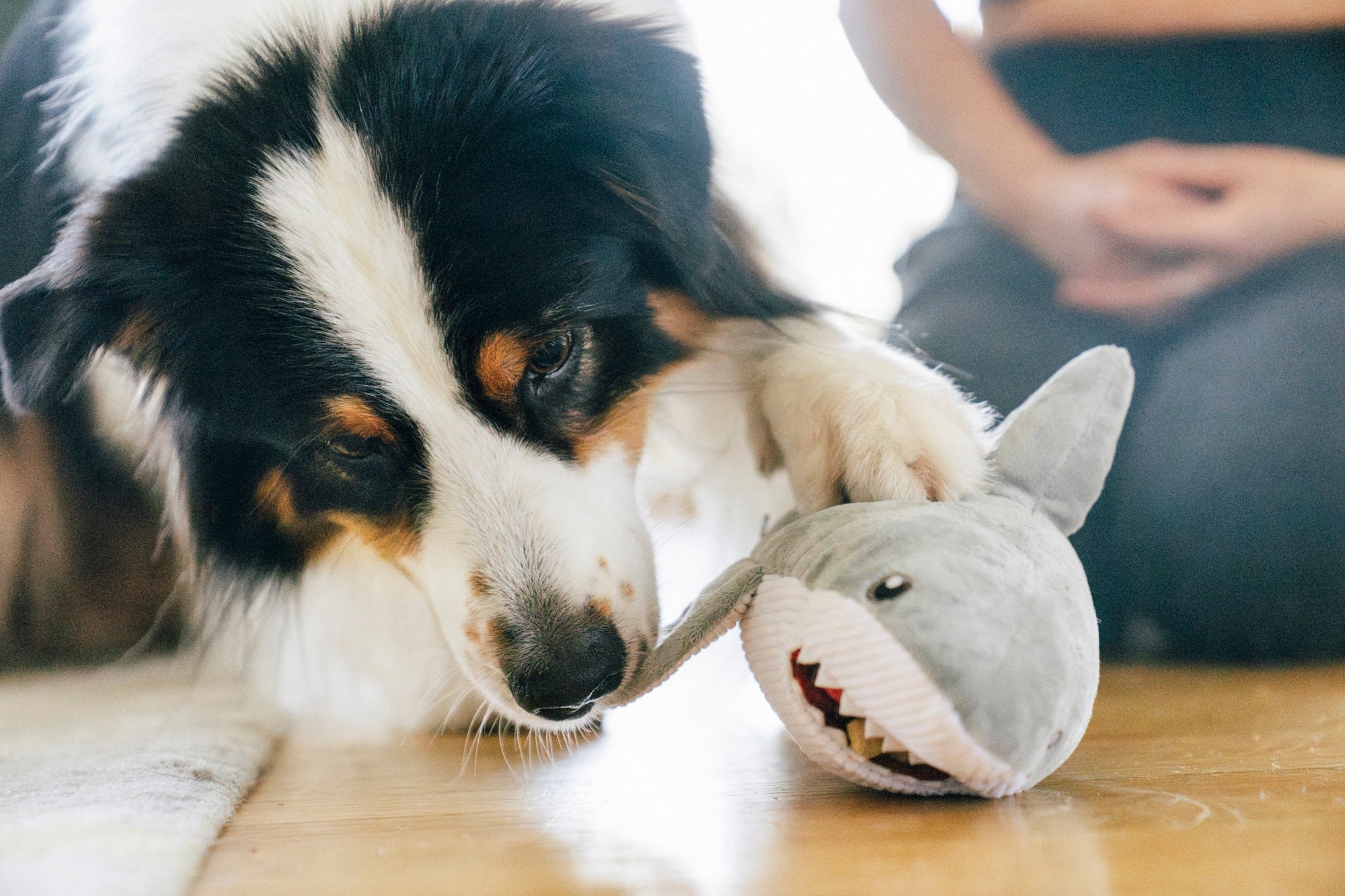 P.L.A.Y. Ocean Buddies Great White Gabe shark interactive squeaky plush dog toy with hidden treat pocket