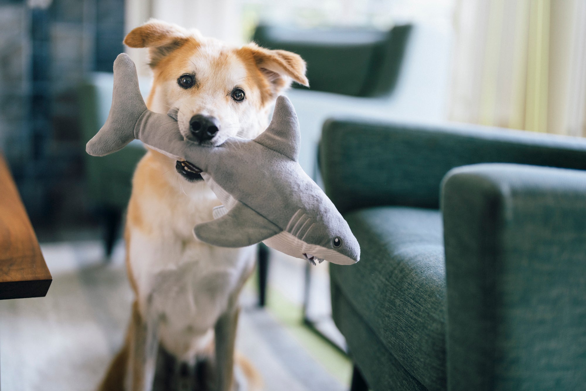 P.L.A.Y. Ocean Buddies Great White Gabe shark interactive squeaky plush dog toy with hidden treat pocket