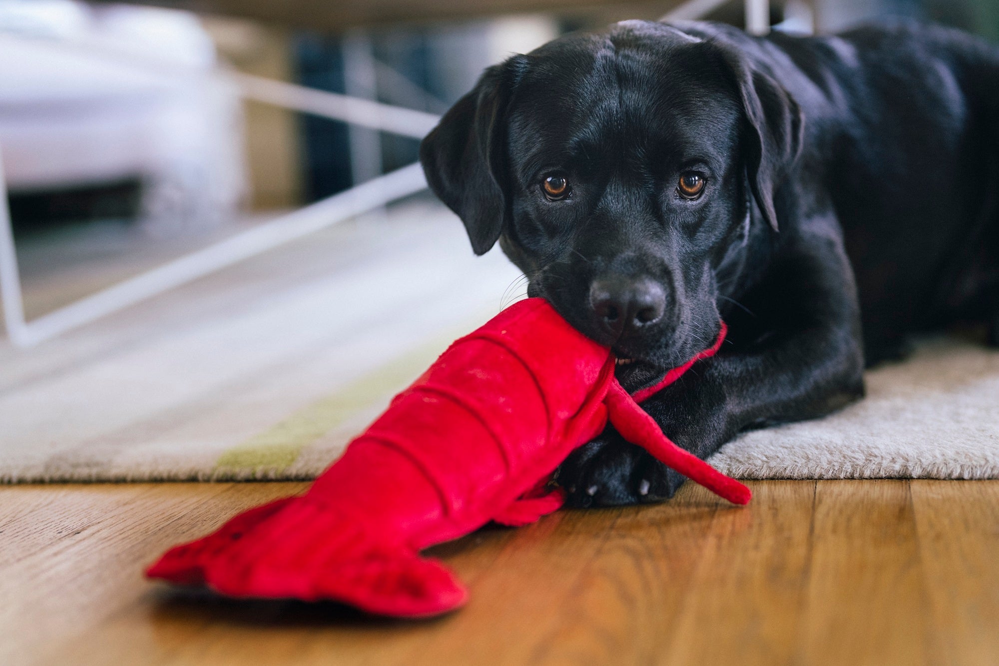 P.L.A.Y. Ocean Buddies Lemmy the Lobster red interactive plush dog toy with large squeaky claws