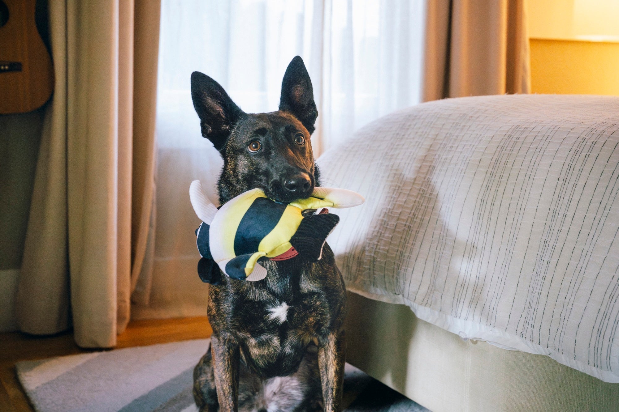 P.L.A.Y. Ocean Buddies Moorish Idol colourful tropical fish interactive squeaky plush dog toy with yellow, black, and white stripes.