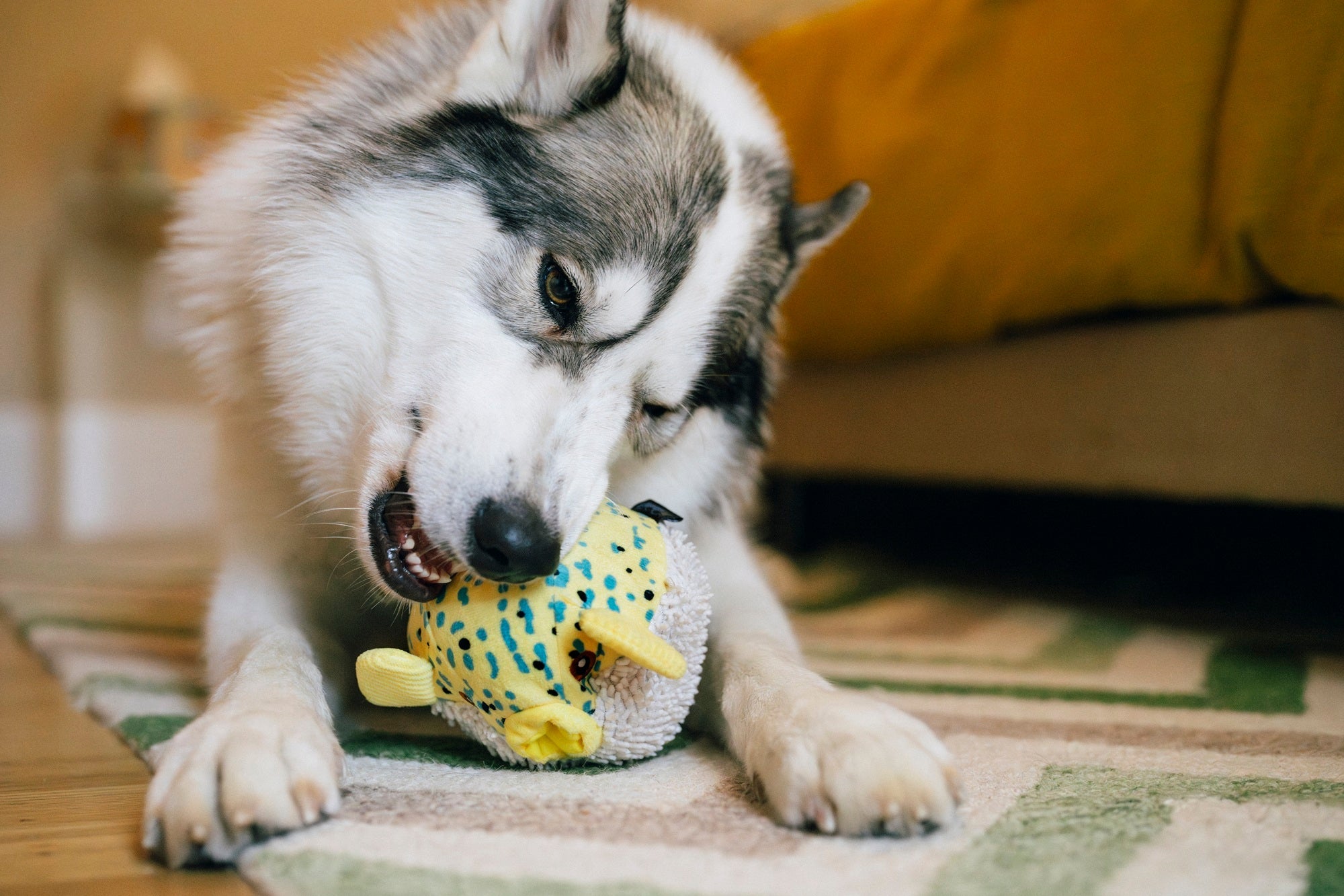 P.L.A.Y. Ocean Buddies Puffer Fish interactive squeaky plush dog toy in a round, spiky-textured design.