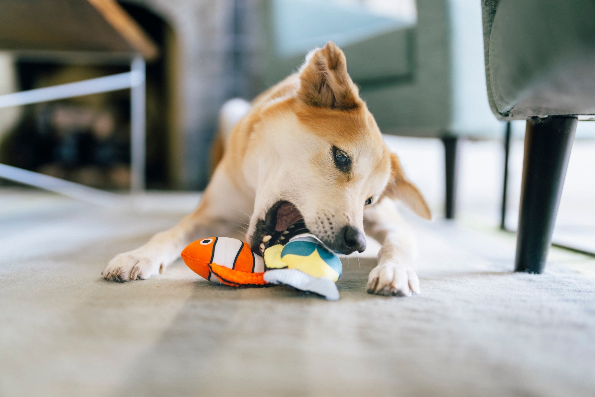 P.L.A.Y. Ocean Buddies Reef Retreat colourful coral reef interactive plush dog toy with two small squeaky fish.