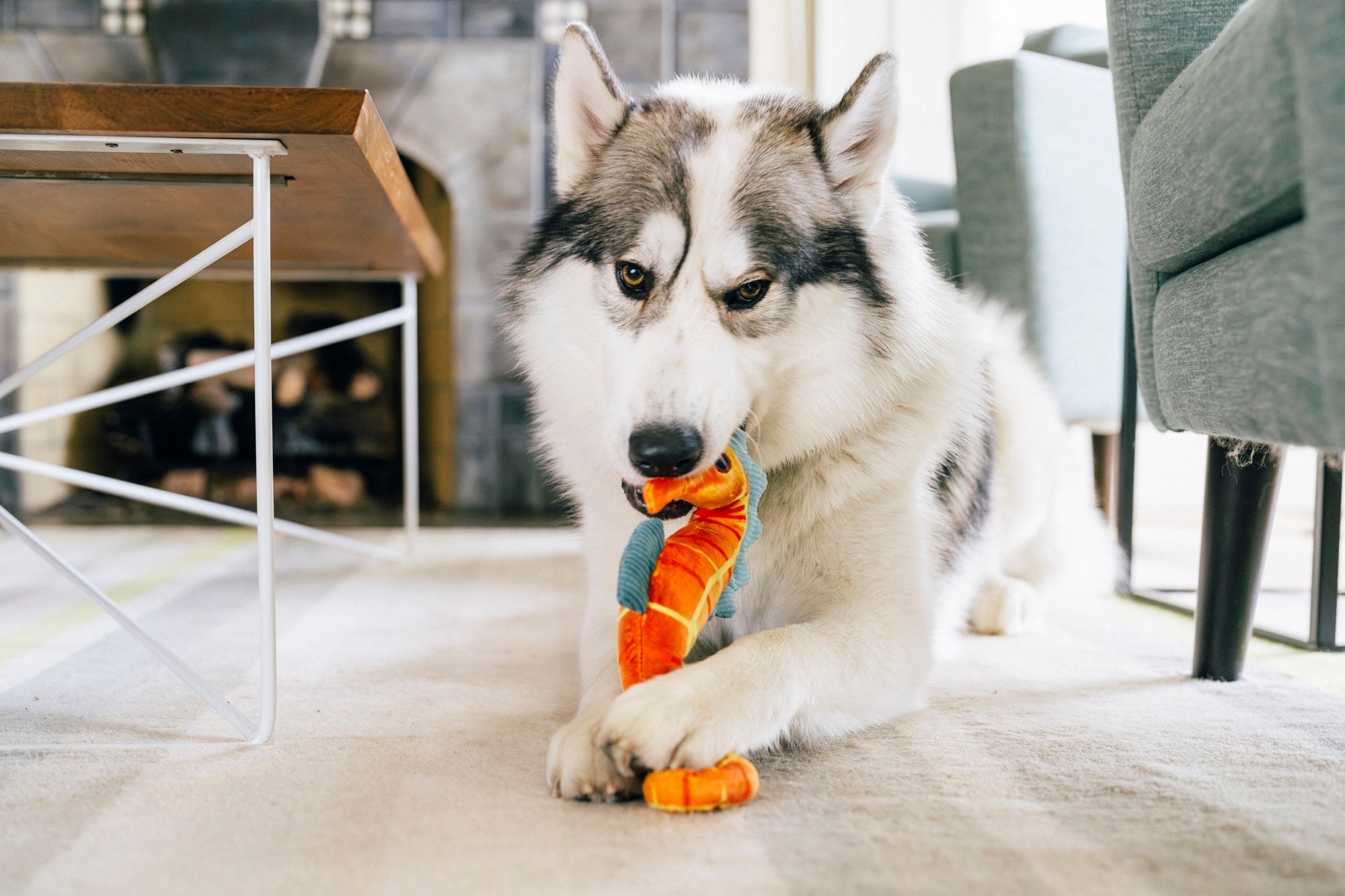 P.L.A.Y. Ocean Buddies Seahorse squeaky plush dog toy in a soft, whimsical design.