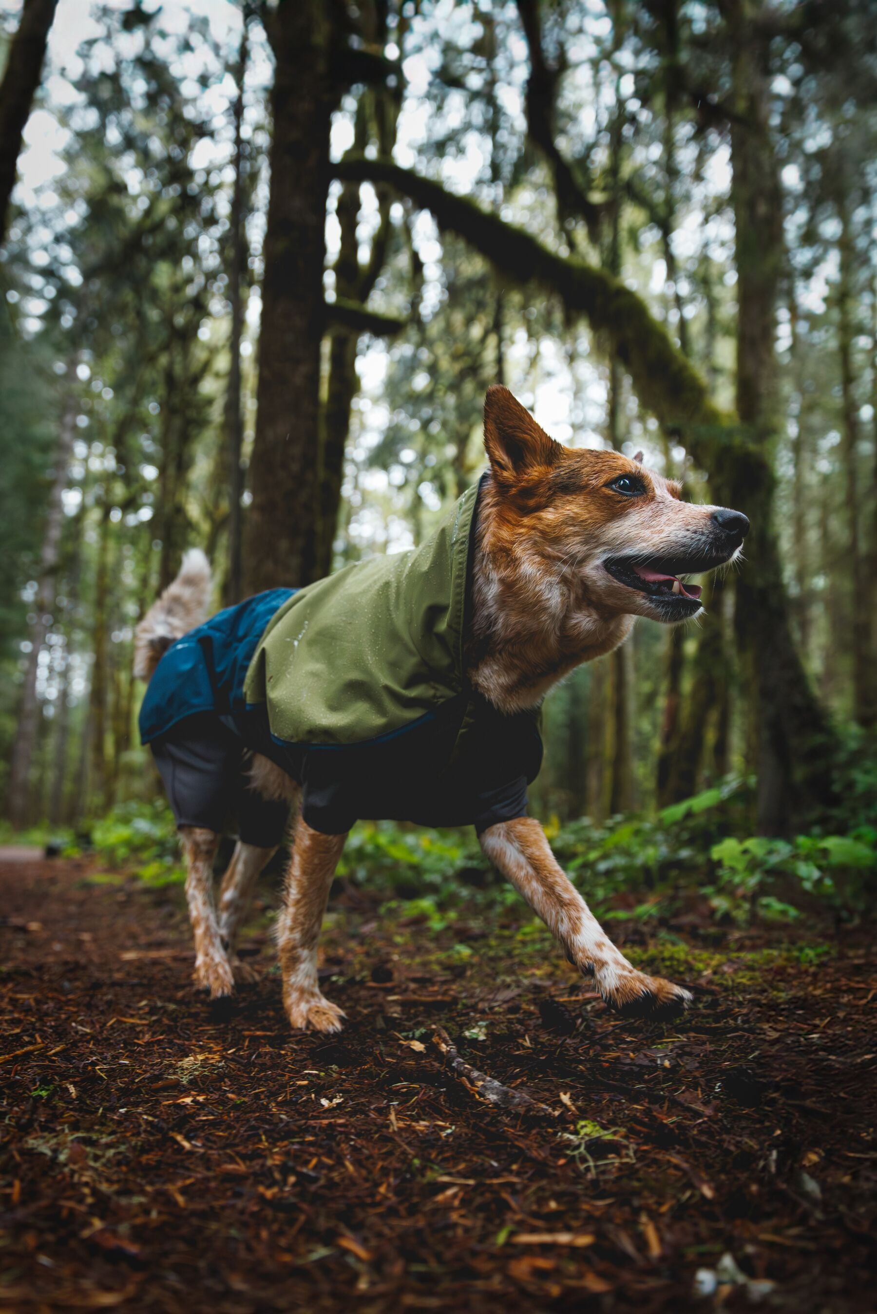 Waterproof Ruffwear Sun Shower dog raincoat with stretch sleeves and a chest zipper for full weatherproof protection