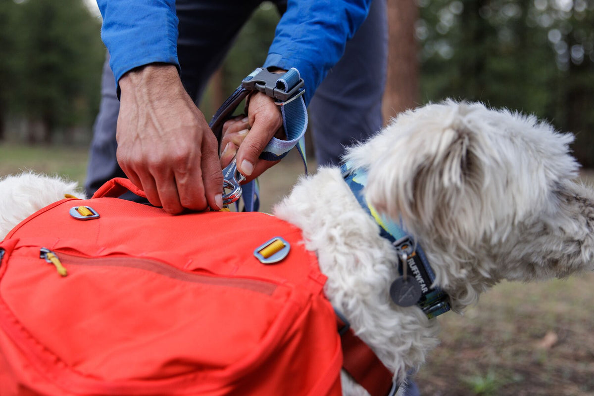 Premium outdoor dog gear: Ruffwear Crag collar displayed with colourfast patterned webbing.