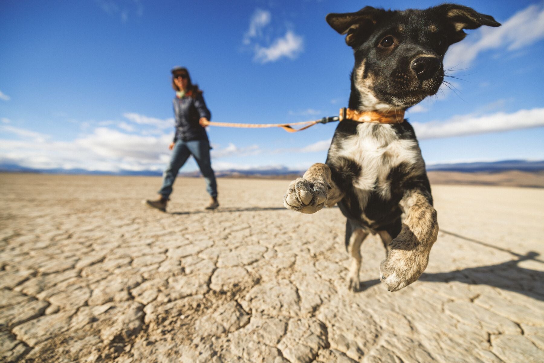 Premium outdoor dog gear: Ruffwear Crag collar displayed with colourfast patterned webbing.