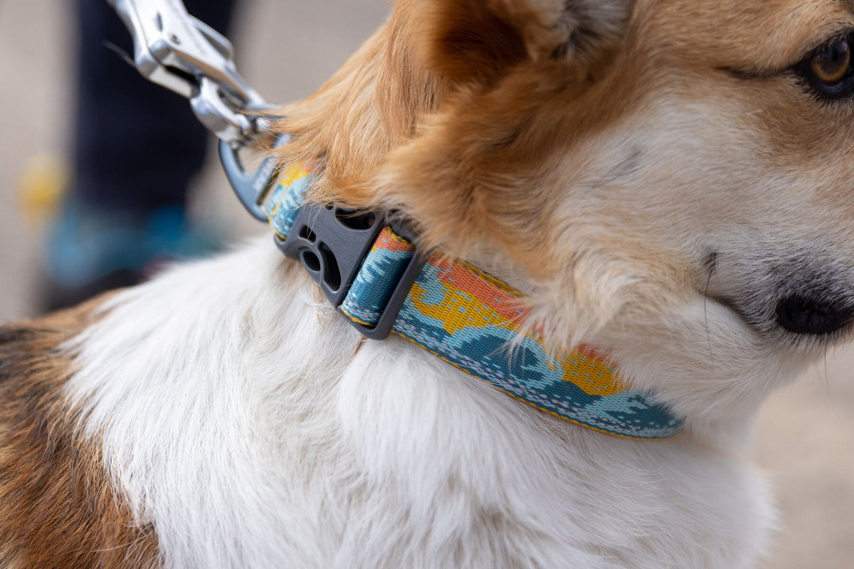 Premium outdoor dog gear: Ruffwear Crag collar displayed with colourfast patterned webbing.