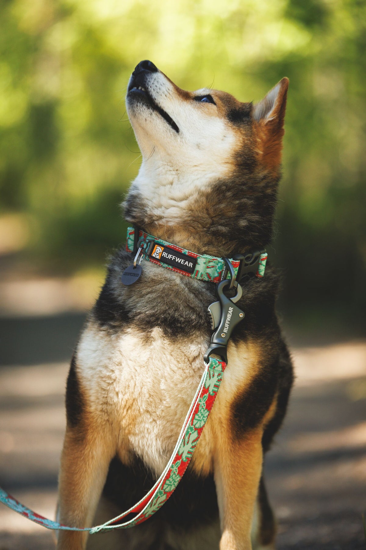Premium outdoor dog gear: Ruffwear Crag collar displayed with colourfast patterned webbing.