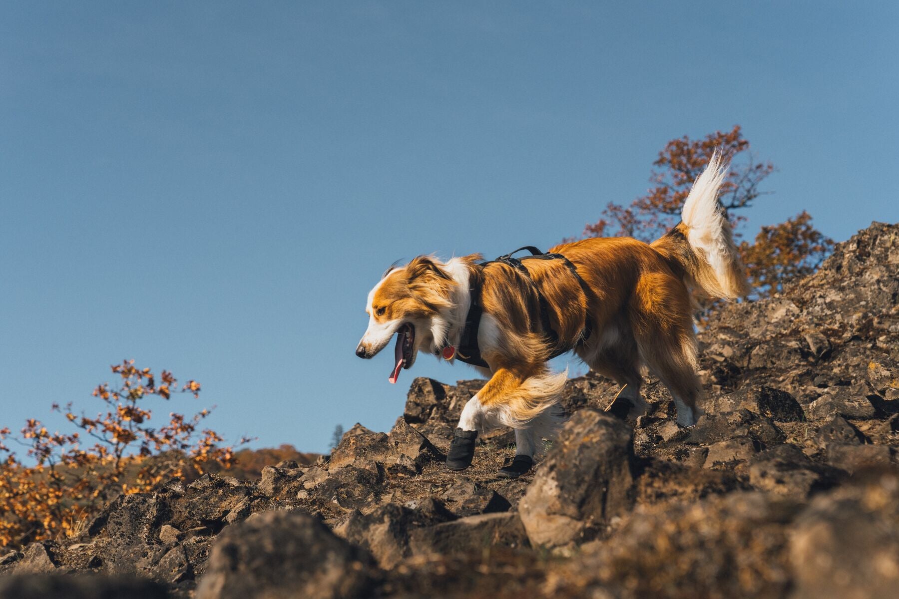 Ruffwear Dog boots: Ridegline PAIR