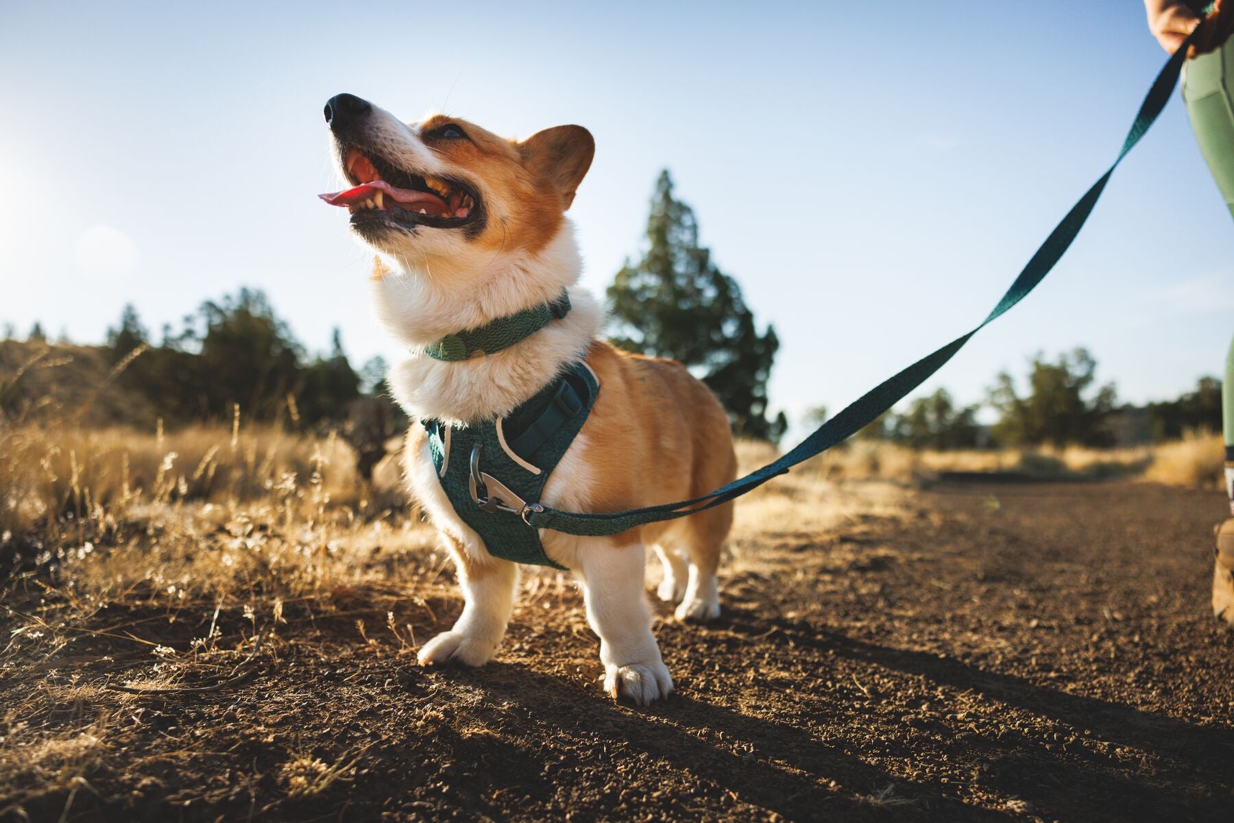 Ruffwear Front Range Flex Collar | Soft Athletic Knit Dog Collar