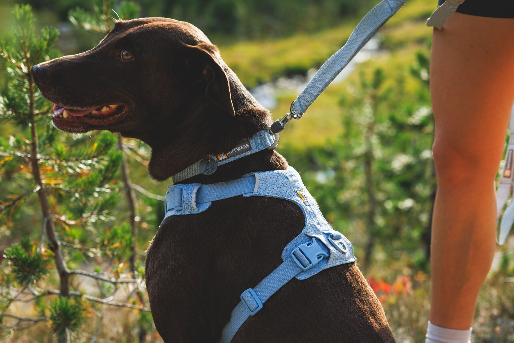 Ruffwear Front Range Flex Collar | Soft Athletic Knit Dog Collar