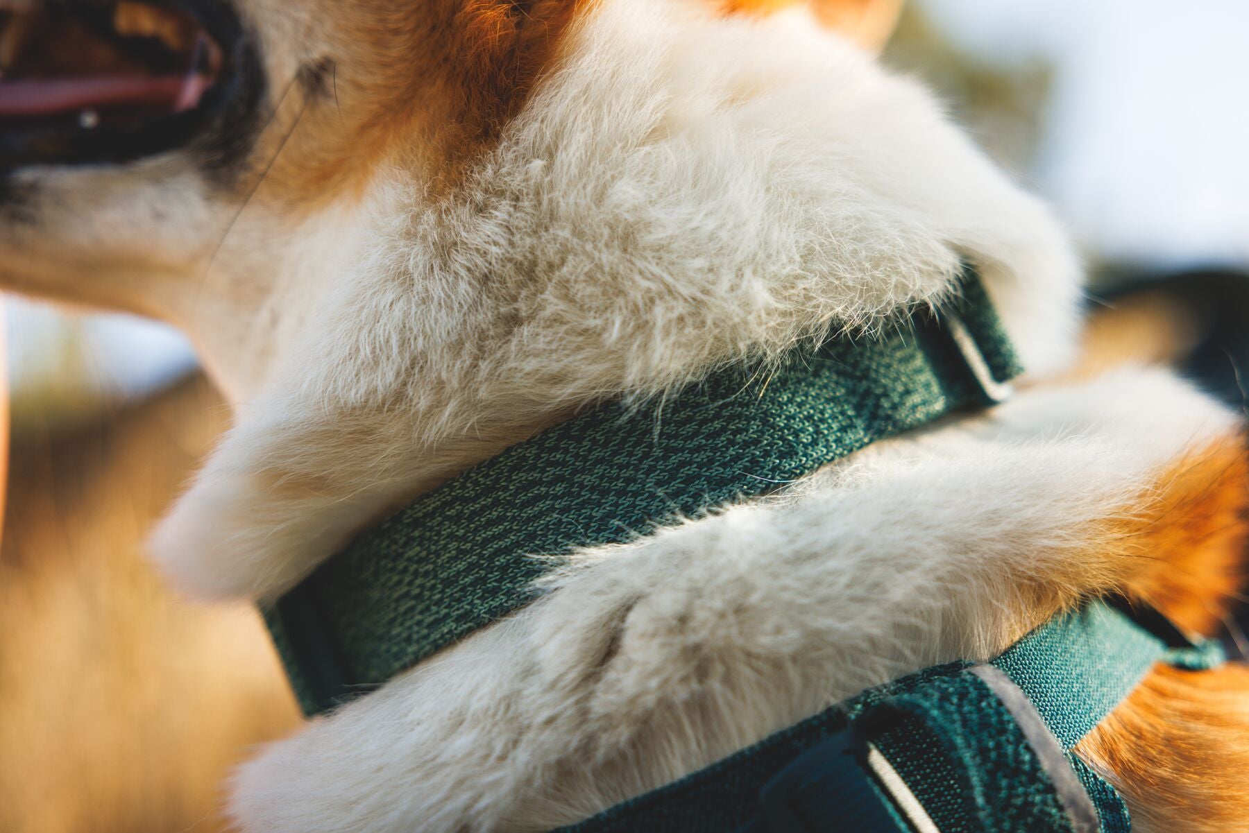 Ruffwear Dog Harness, Front Range Flex Harness