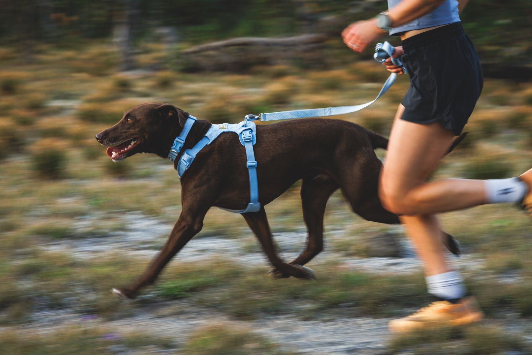 Ruffwear Dog Harness, Front Range Flex Harness