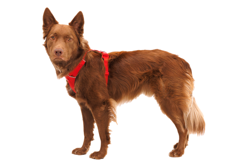 Ruffwear Dog No-Pull Harness, Front Range (new colours)