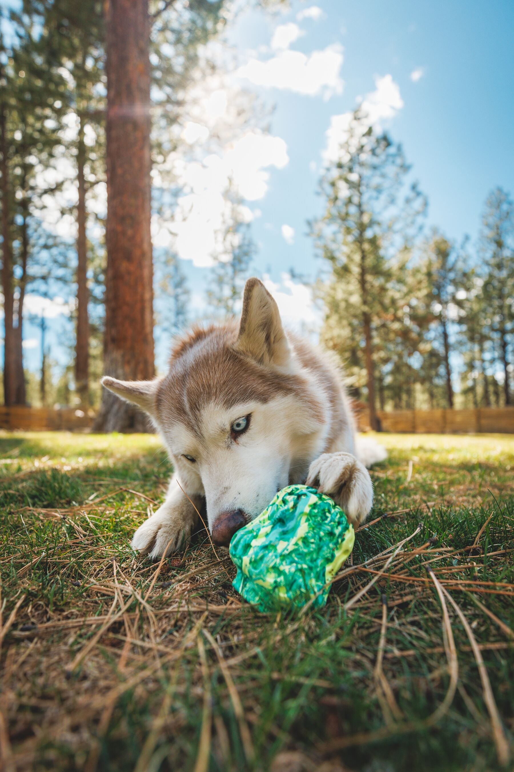Ruffwear Morel Dog Toy | Treat-Dispensing & Fetch Toy