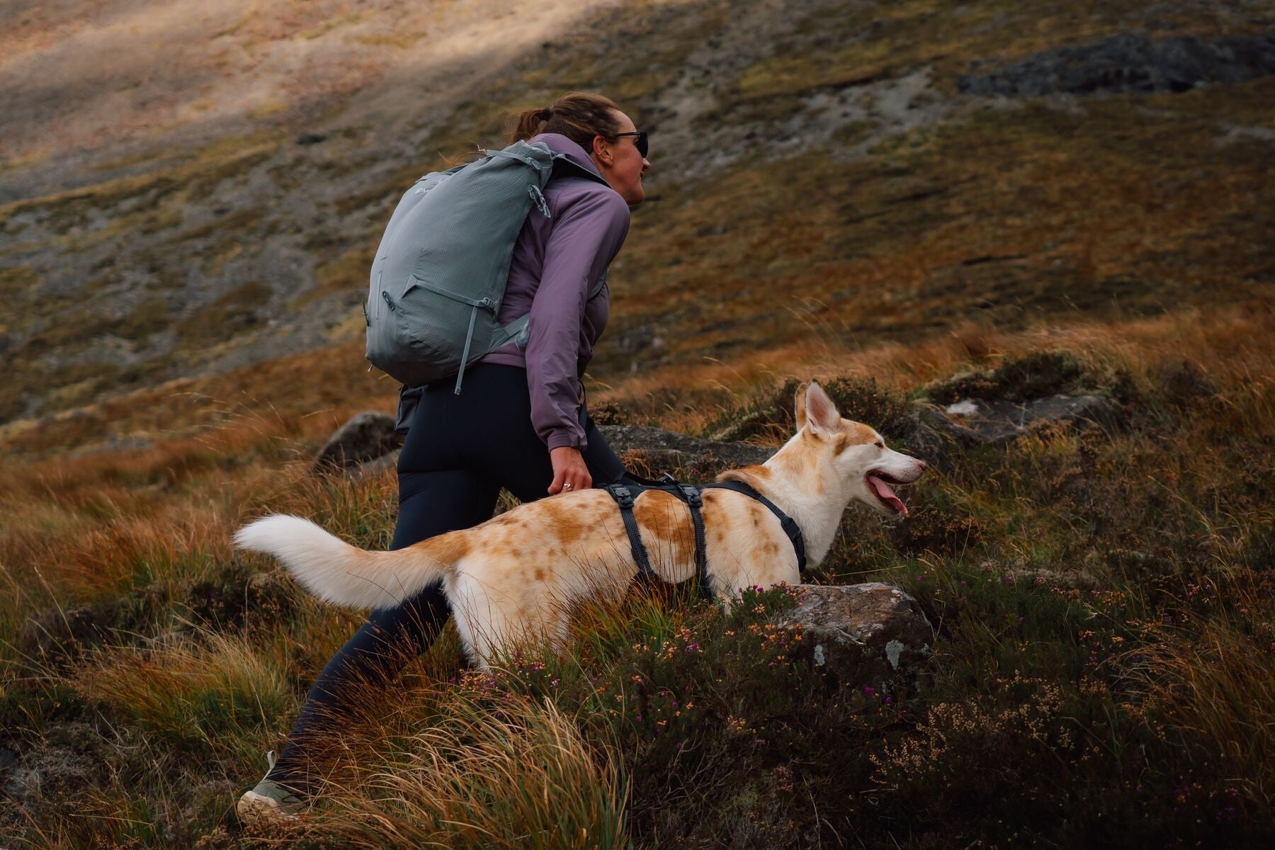 Ruffwear Ridgeline Harness in a streamlined, waterproof X-Pac laminate shell for active dogs.