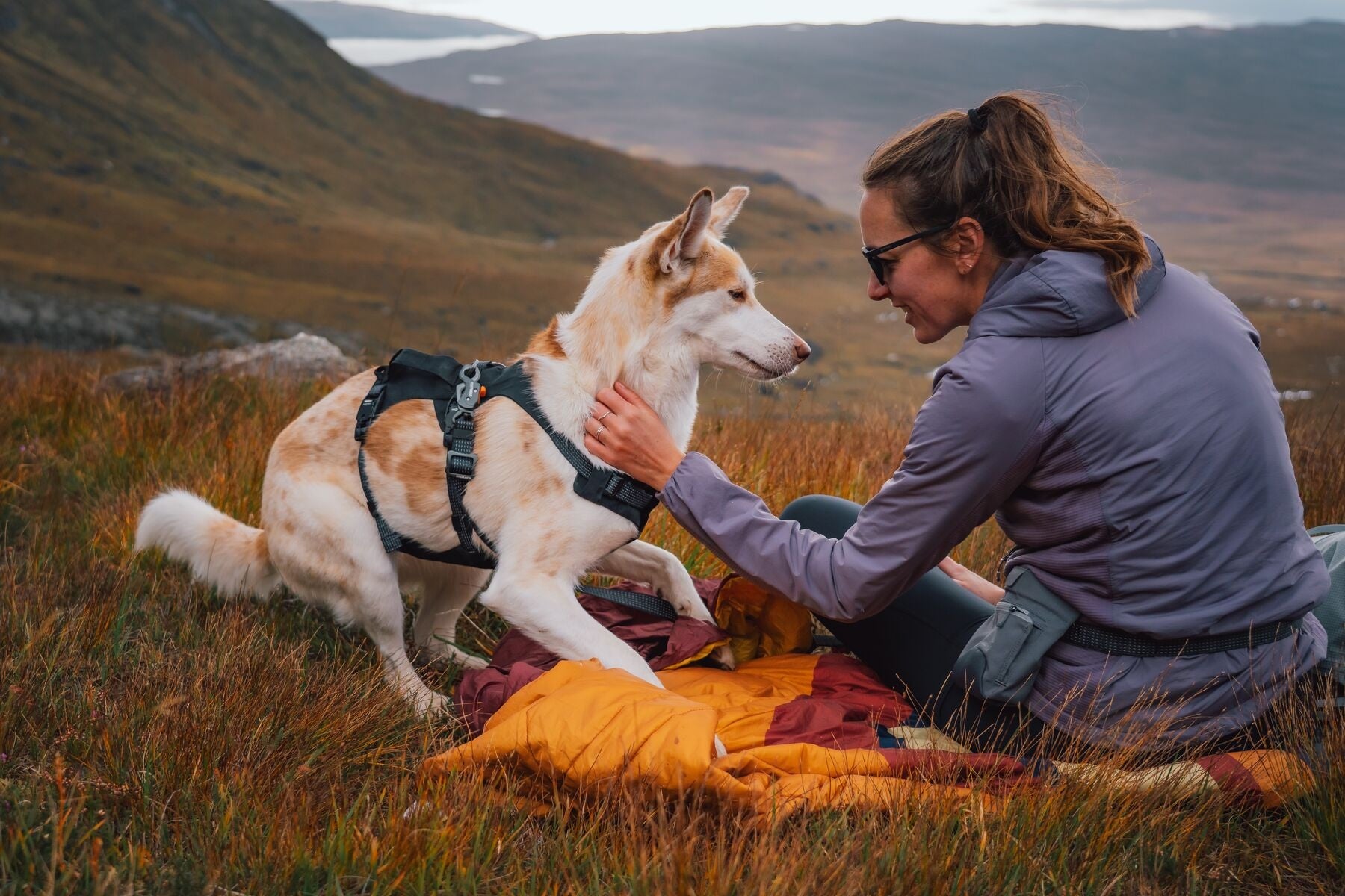 Ruffwear Ridgeline Harness in a streamlined, waterproof X-Pac laminate shell for active dogs.