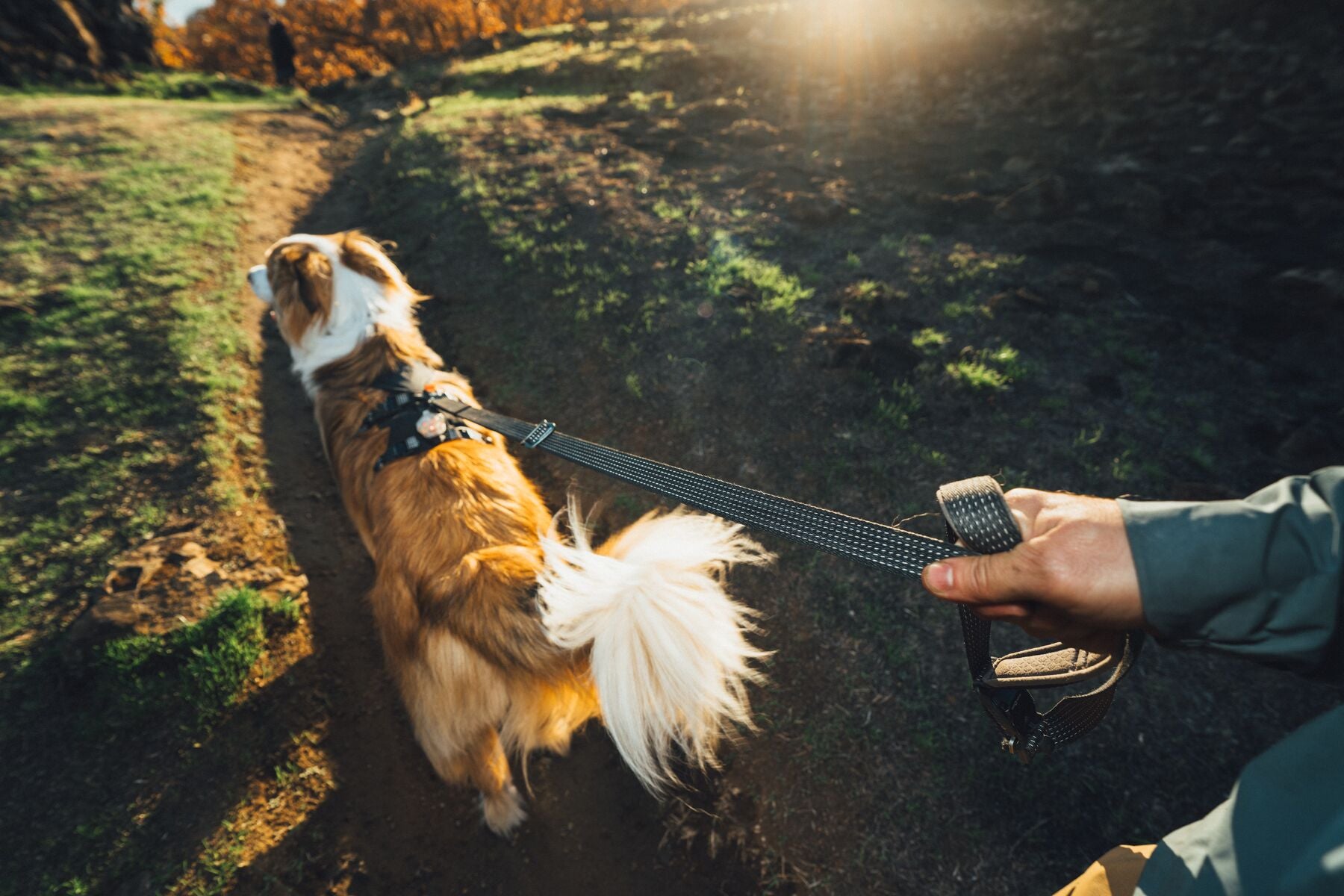 Ruffwear Reflective Hands-Free Dog Leash: Ridgeline