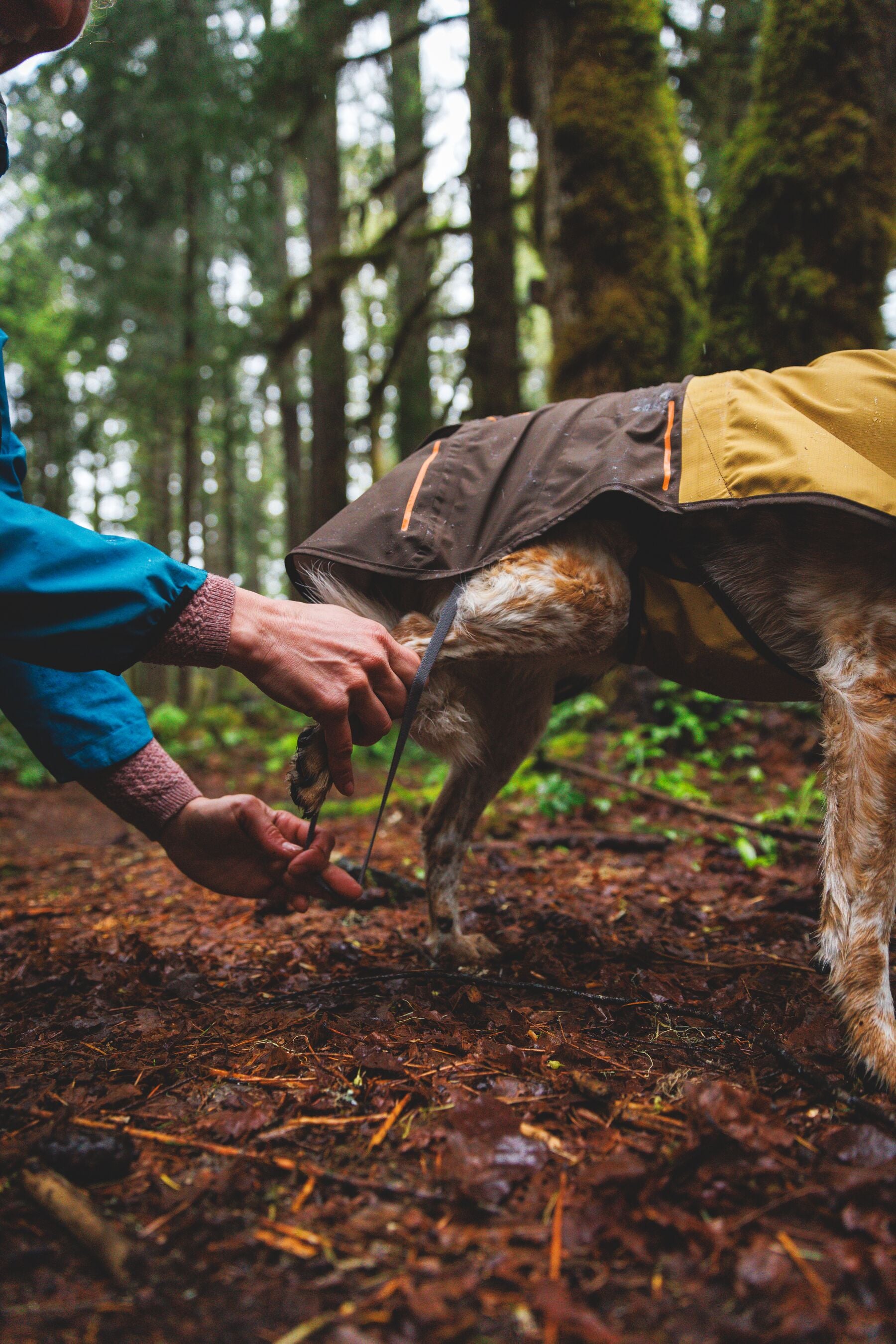 Ruffwear Dog Rain Coat: Sun Shower Jacket