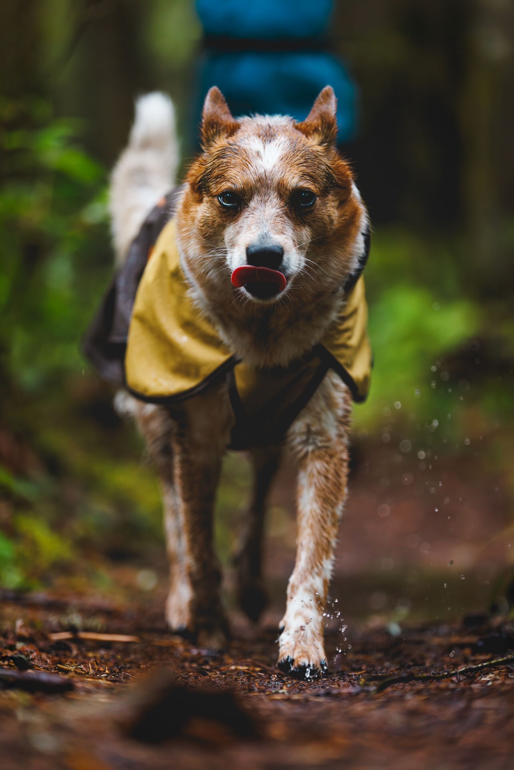 Ruffwear Dog Rain Coat: Sun Shower Jacket