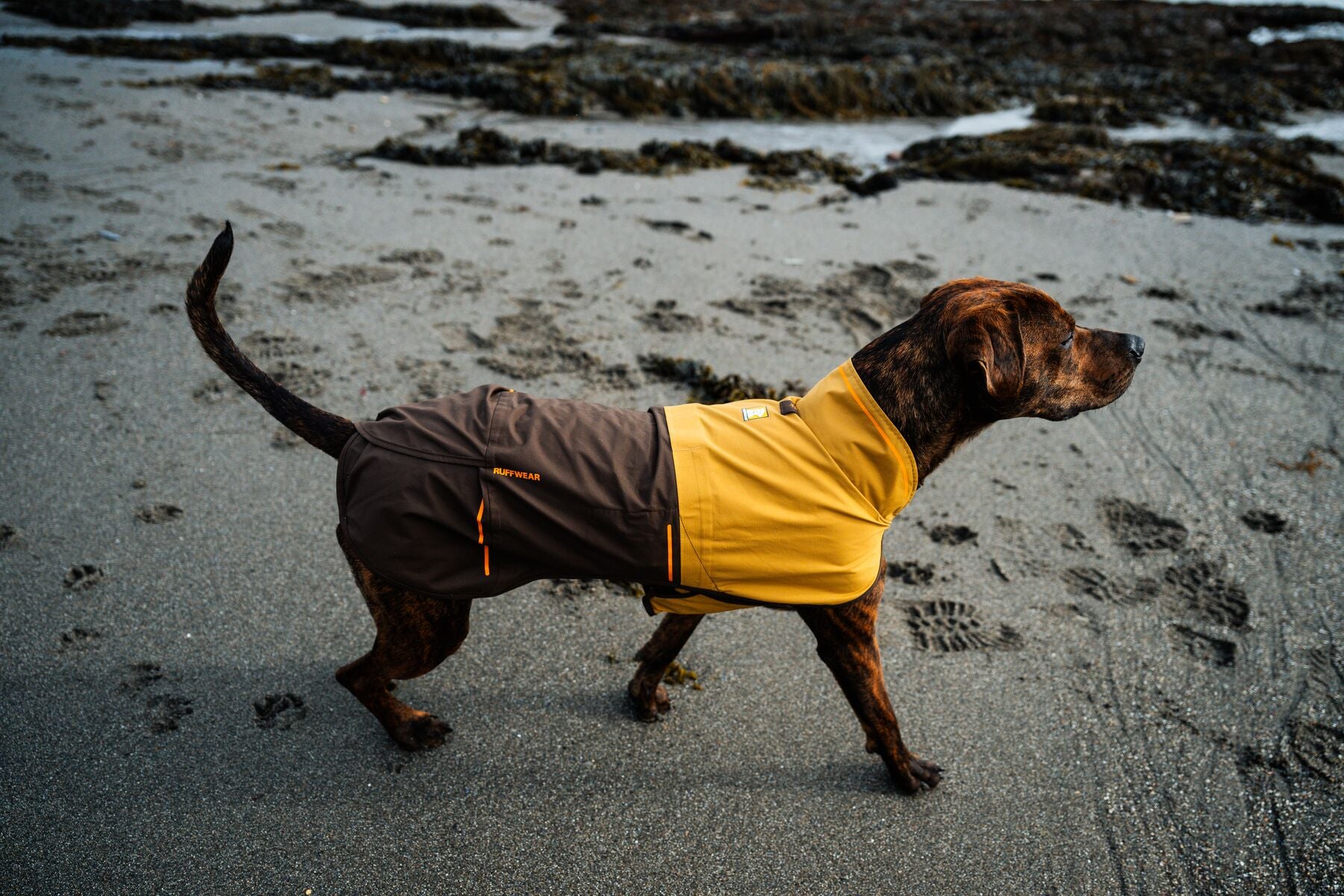 Ruffwear Dog Rain Coat: Sun Shower Jacket